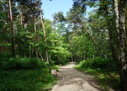 Park, Ścieżka, Drzewa, Zieleń
