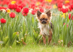 Piesek, Tulipany, Chihuahua