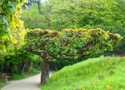 Park, Ścieżka, Drzewa, Zieleń