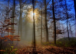 Las, Jesień, Mgła, Promienie, Słońca