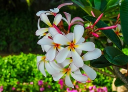 Kwiat, Plumeria, Liście