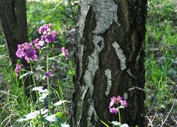 Purpurowe, Leśne, Kwiaty, Pień, Drzewa, Lunaria