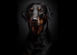 Doberman, Portret, Czarne, Tło