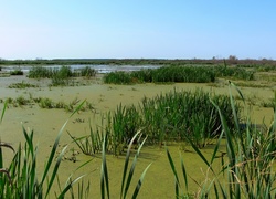 Rozlewiska, Trawy, Bagno