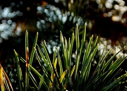 Bokeh, Natura, Rośliny