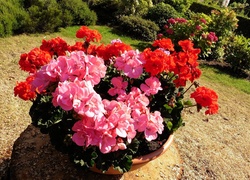 Ogródek, Pelargonie