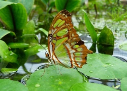 Malachitowy Motyl, Woda, Liście