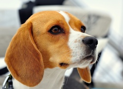 Beagle, Mordka