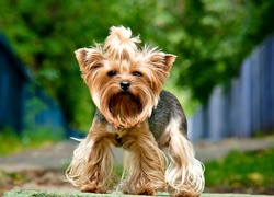 Yorkshire terrier, Pies