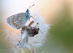 Mniszek Pospolity, Motyl, Modraszek, Pluskwiak