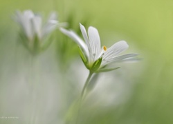 Rogownica, Biały, Kwiat