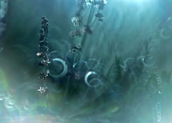 Rośliny, Wieczór, Bokeh