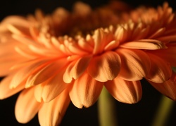 Gerbera