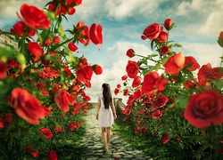 Czerwone, Róże, Ścieżka, Kobieta, Spacer