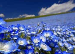 Niebieskie, Kwiaty, Porcelanka, Nemophila menziesii, Łąka, Krajobraz