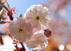 Różowe, Kwiaty,  Drzewo Owocowe, Wiśnia japońska
