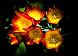 Tulipany, Przebijające Światło, Makro