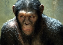 Zły, Szympans, Film, Geneza Planety Małp