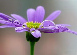 Kwiat, Gerbera, Krople Rosy