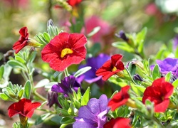 Petunie, Kolorowe, Kwiaty