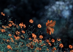 Pomarańczowe, Kwiaty, Motyl