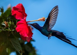 Hibiskus, Kwiat, Koliber, Ptak