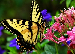 Motyl, Paź królowej, Kwiatki