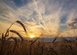 Lato, Pole, Uprawne, Zboże, Niebo, Chmury