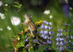 Rośliny, Chipmunk, Trawa