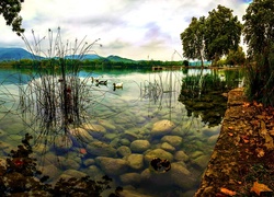 Park, Staw, Trawa, Kamienie, Łabędzie