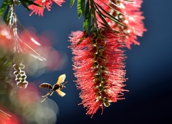 Callistemon, Kwiatostan, Osa, Makro