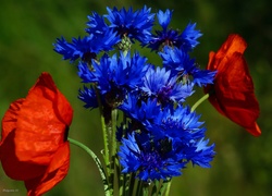 Kwiaty, Bukiet, Niebieskie, Chabry, Czerwone, Maki