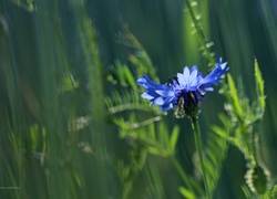 Chaber, Modrakowy, Kwiat