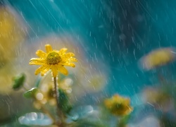 Żółty, Kwiatek, Deszcz