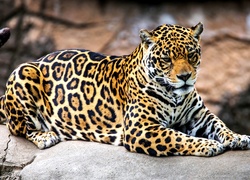 Jaguar, Kamień