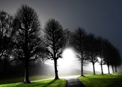 Droga, Drzewa, Noc, Latarnie