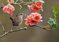 Ptaszek, Gałązka, Kwiaty