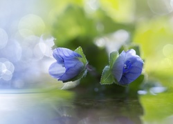 Błękitne, Kwiaty, Bokeh, Makro