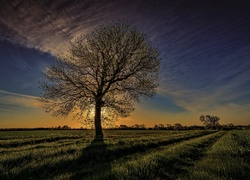 Drzewo, Zachód Słońca, Pole