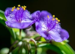 Tradescantia, Fioletowy, Kwiat, Makro