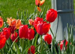 Czerwone, Tulipany