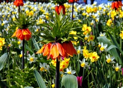 Fritillaria, Szachownica, Kwiaty, Lato, Ogród