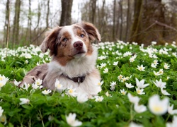 Border Collie, Łąka, Białe, Kwiaty