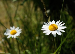 Kwiaty, Margarytki