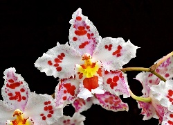 Nakrapiana, Orchidea