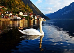 Góry, Jezioro, Łabędź, Hallstatt, Austria