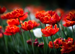 Czerwone, Tulipany