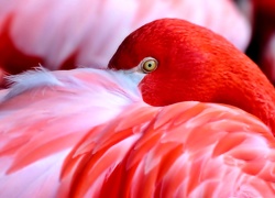 Ptak, Czerwony, Flaming