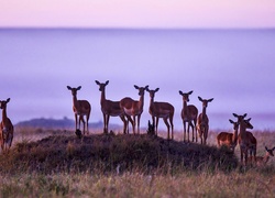 Sawanna, Świt, Stado, Gazeli, Rezerwat Masai Mara