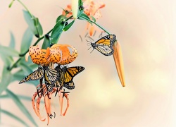 Owady, Motyle, Kwiaty, Lilia tygrysia